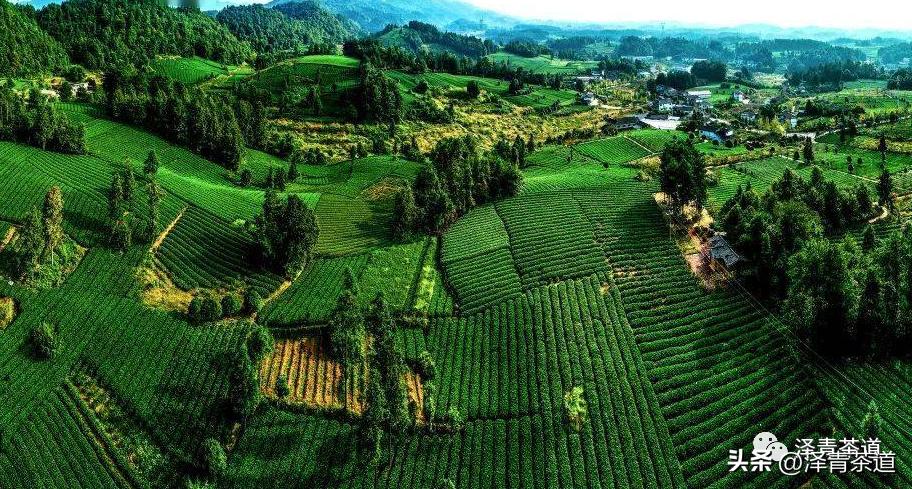 福建中国茶叶第一大省,中国茶叶排名第一省