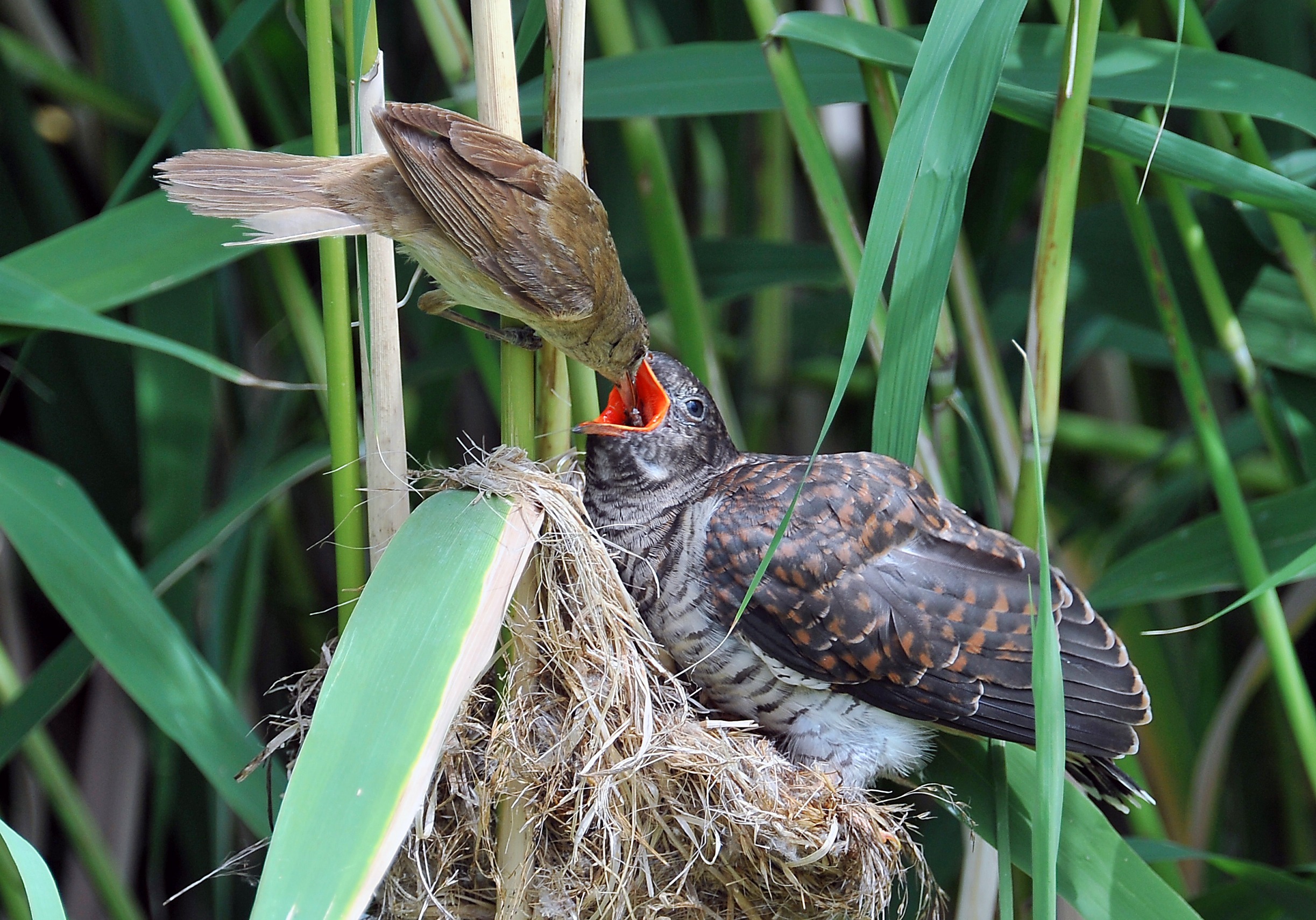 生态环境科普课堂,生态环境科普进校园