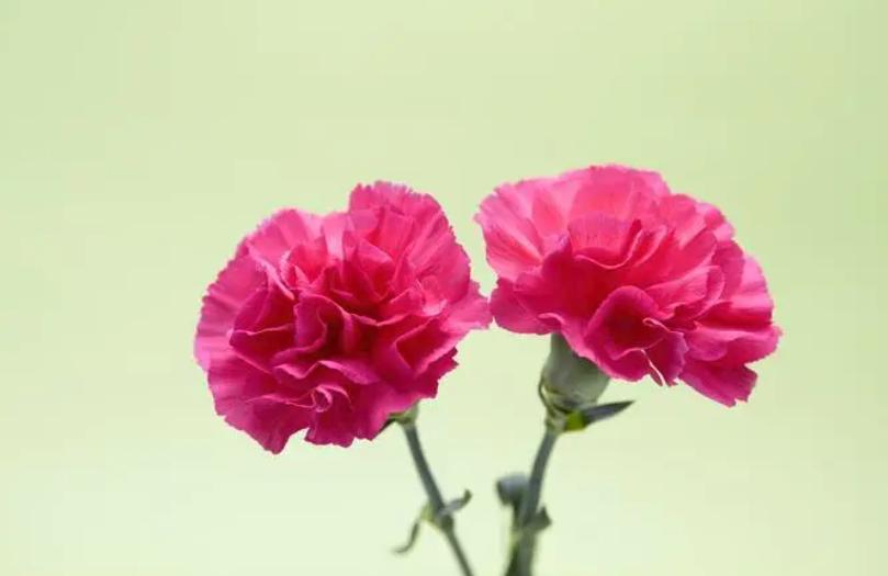 母亲节送康乃馨最合适吗,母亲节送康乃馨好吗