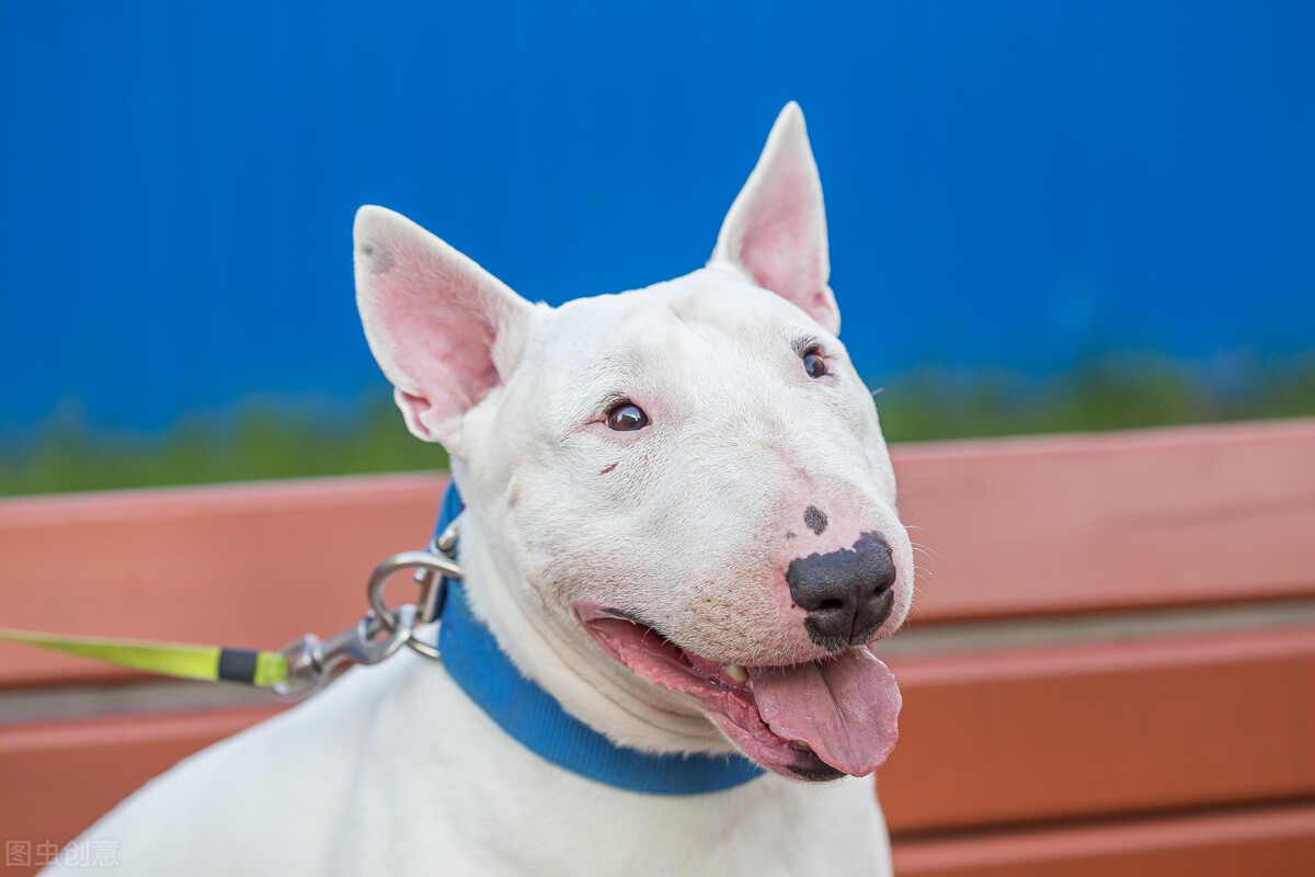 宠物医生，狗狗吃了鸭肉，半夜呕吐便血怎么办？