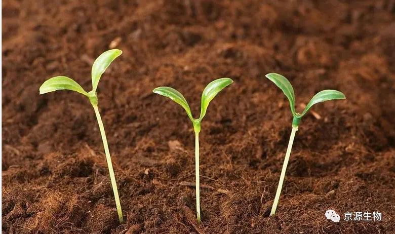 乙蒜素灌根注意事项和禁忌,乙蒜素治线虫