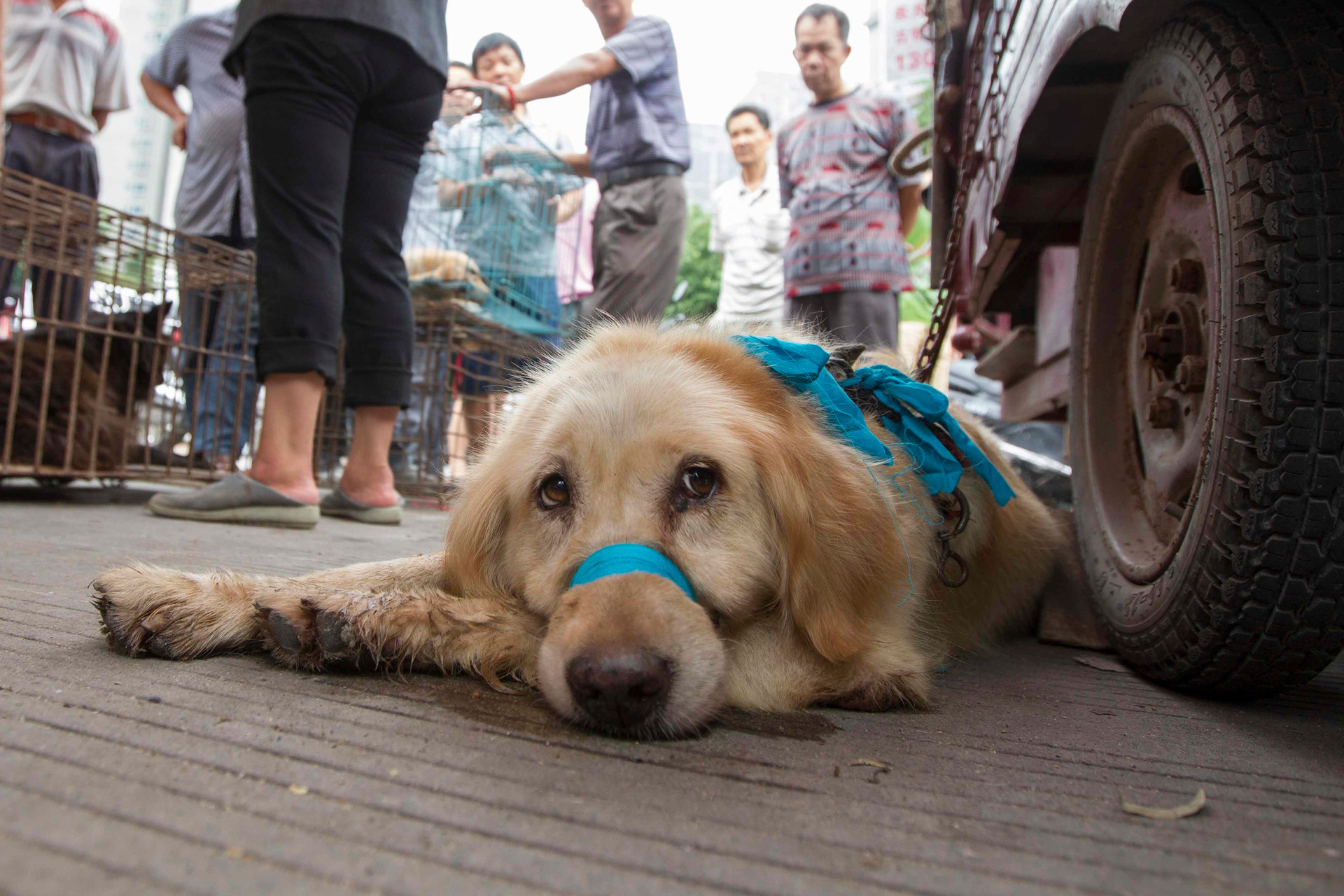 狗被喷了毒药,狗被喷毒药倒地