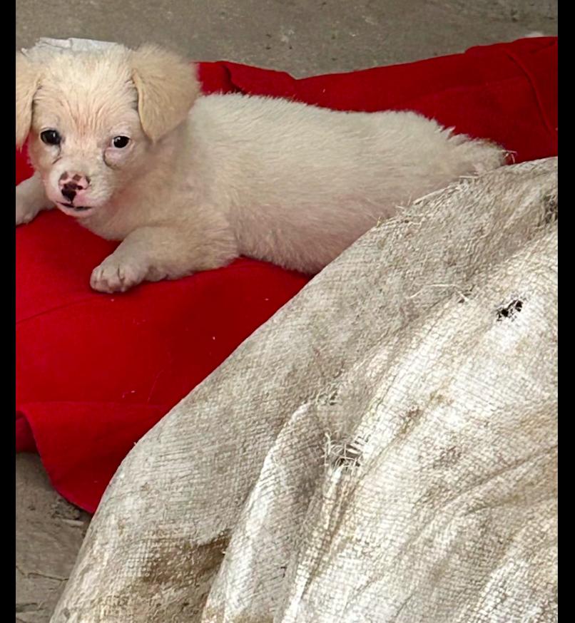 残疾小狗被遗弃完整视频,残疾被丢弃的小狗