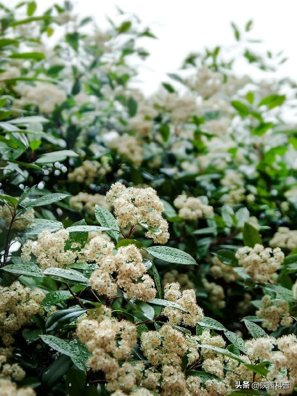 科技之春|“又腥又臭”上热搜！网友：左右“为楠”……专家：其他优点突出，忍耐一下