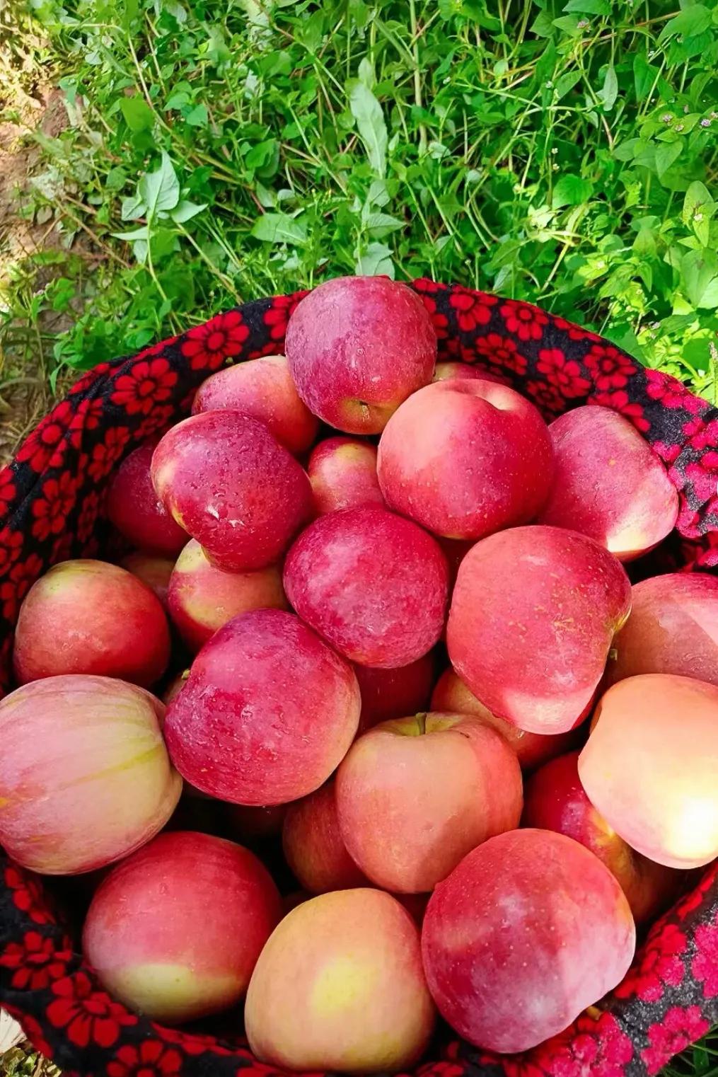 哪些蔬菜和水果是补钙的,孕期补钙吃什么食物水果
