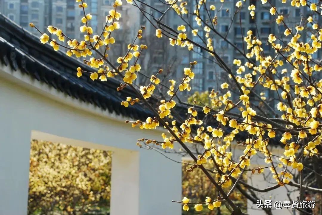 赏梅胜地梅园,赏梅好时节