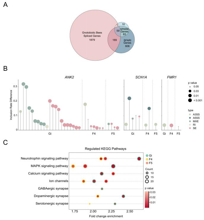 百趣代谢组学解读，深度解码蜜蜂肠菌调节宿主行为和神经功能