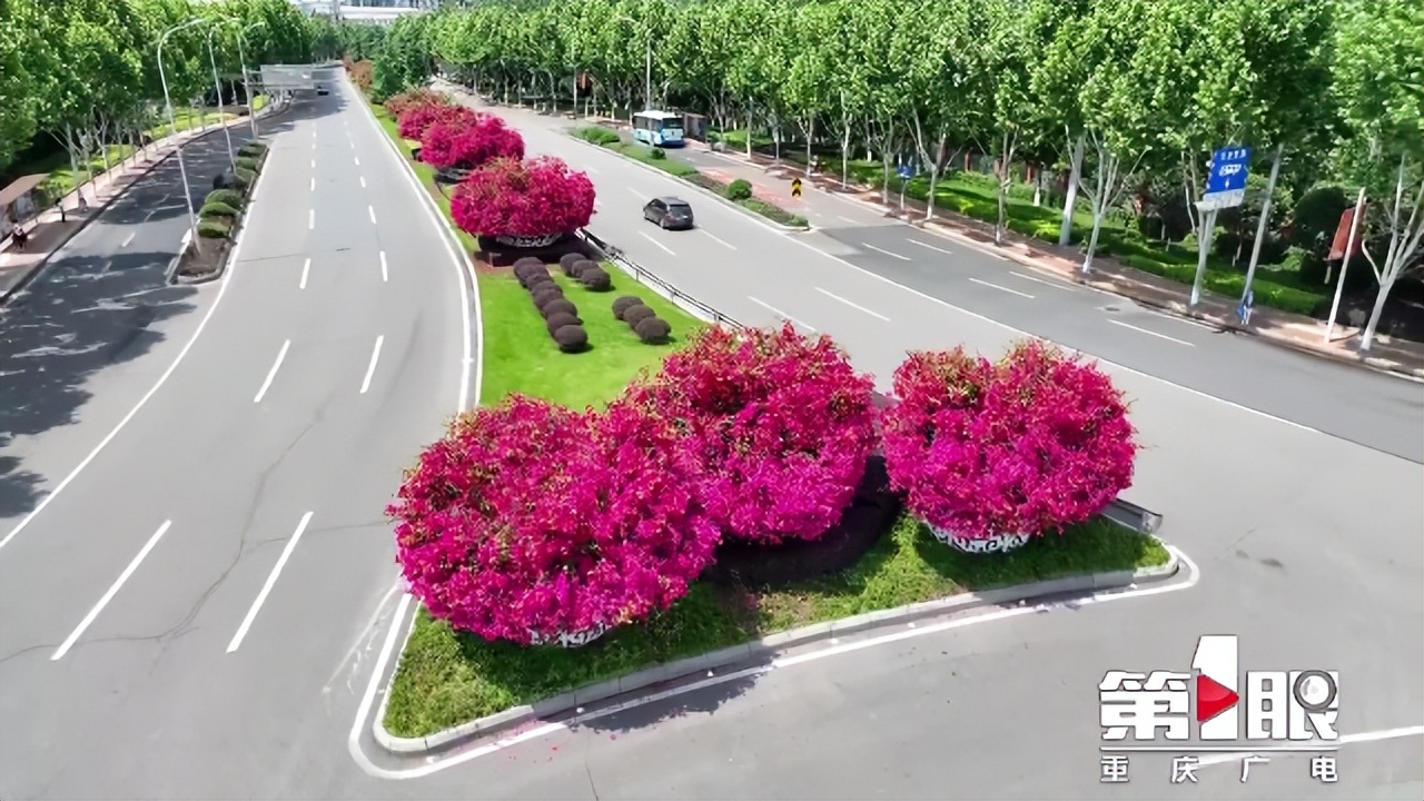 期待已久的三角梅绚丽多彩,街边的红紫三角梅艳丽开放