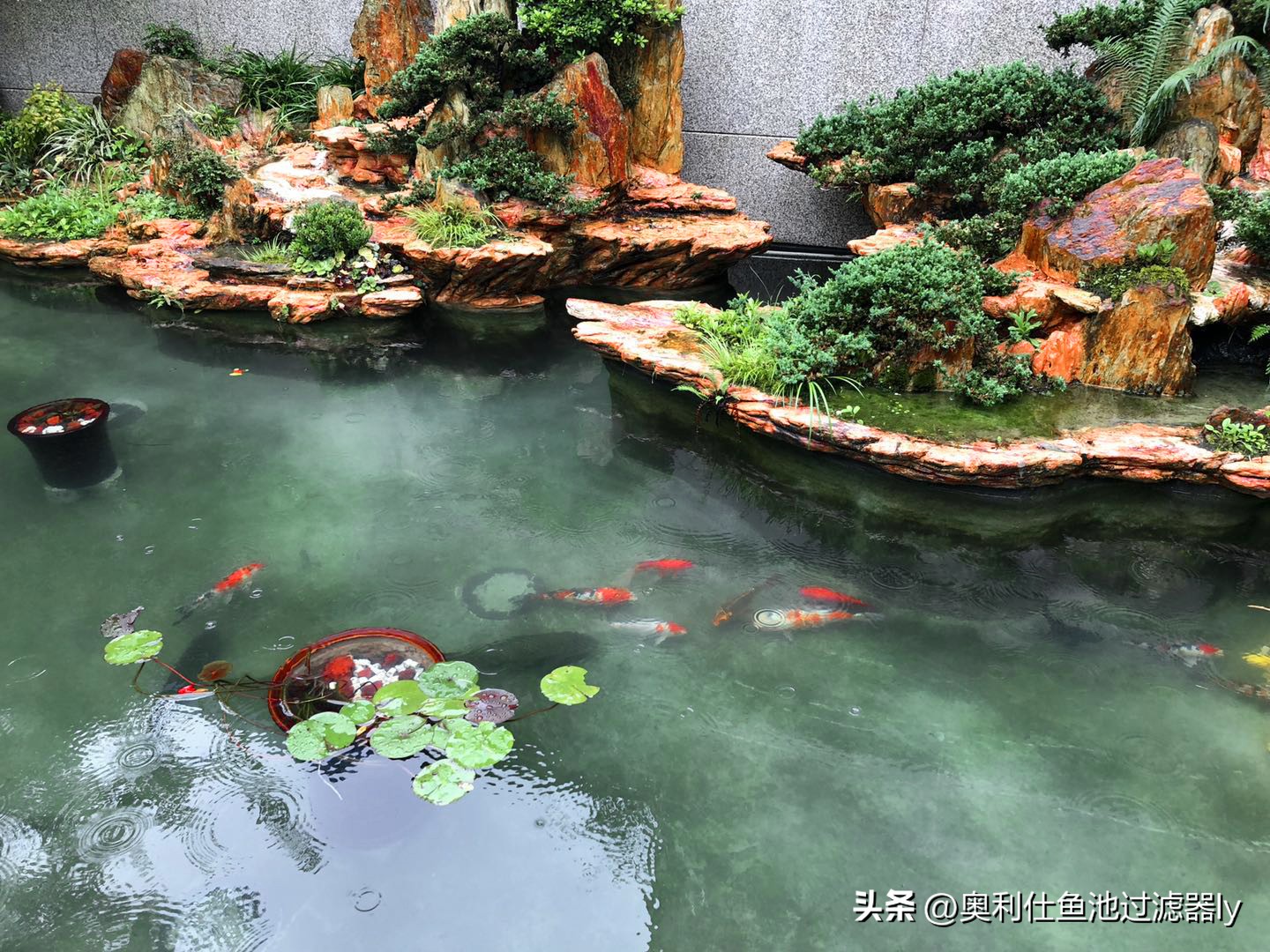 锦鲤鱼池里绿藻怎么清除,室外锦鲤鱼池养什么可以去除绿藻