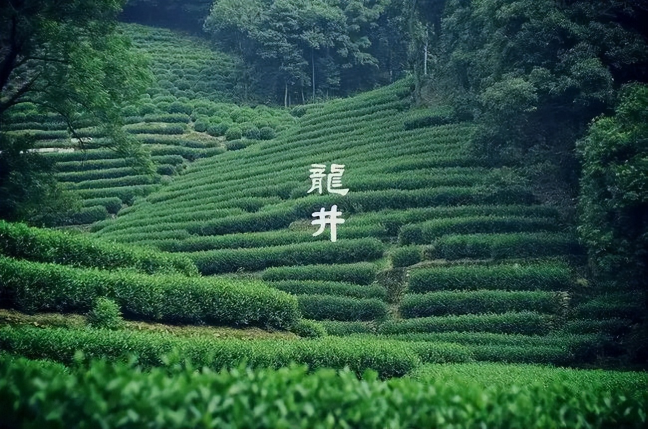 #草木有趣·谷雨茶|​且招邻院客，试煮落花泉