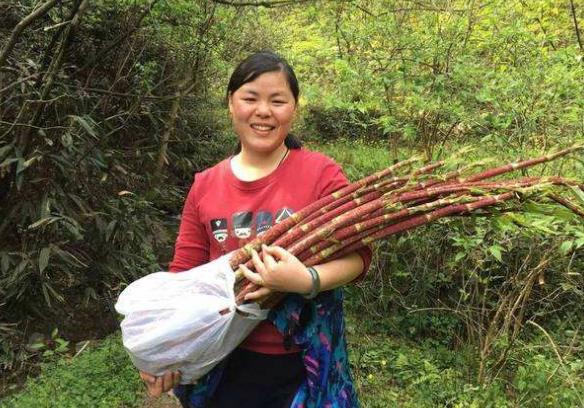 酸筒杆：酷似竹子，茎秆是儿时的零食，但根才是稀罕货，20元1斤