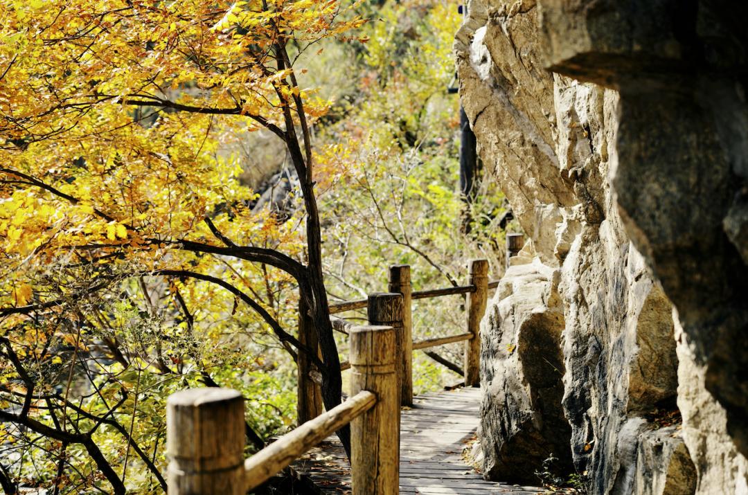 银杏谷泡温泉的地方,广东冬天赏银杏泡温泉