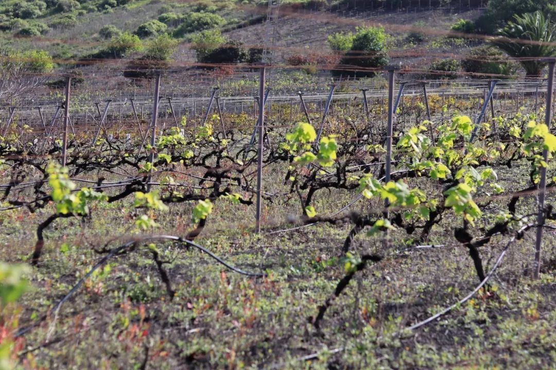 哥伦布第二次到美洲带去的作物,哥伦布带到美洲的东西