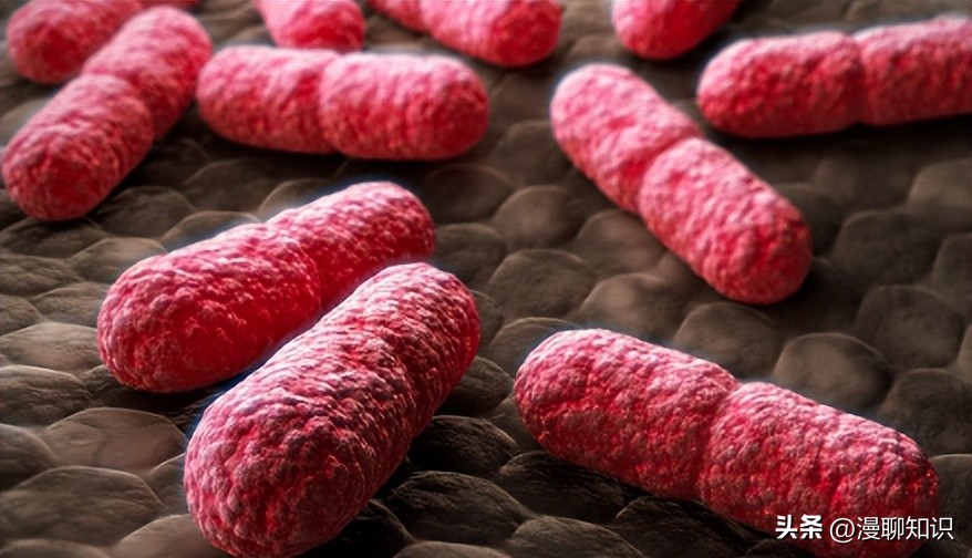 大肠杆菌是什么样,大肠杆菌学名