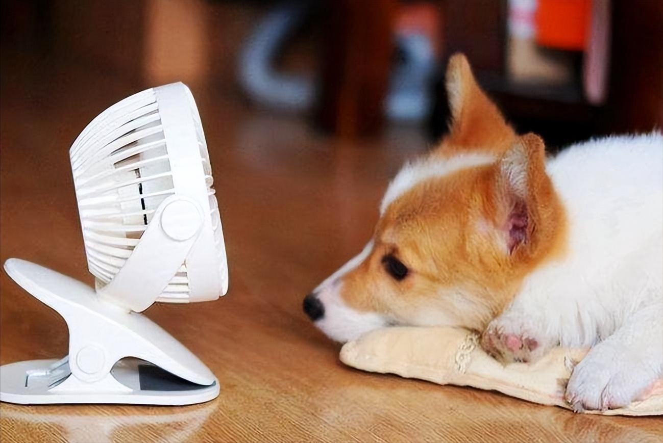 狗狗吃狗粮不嚼直接吞怎么办,狗狗不吃狗粮妙招大全