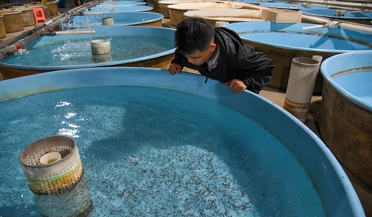 中华鲟还有多少只,中华鲟目前还存在多少只