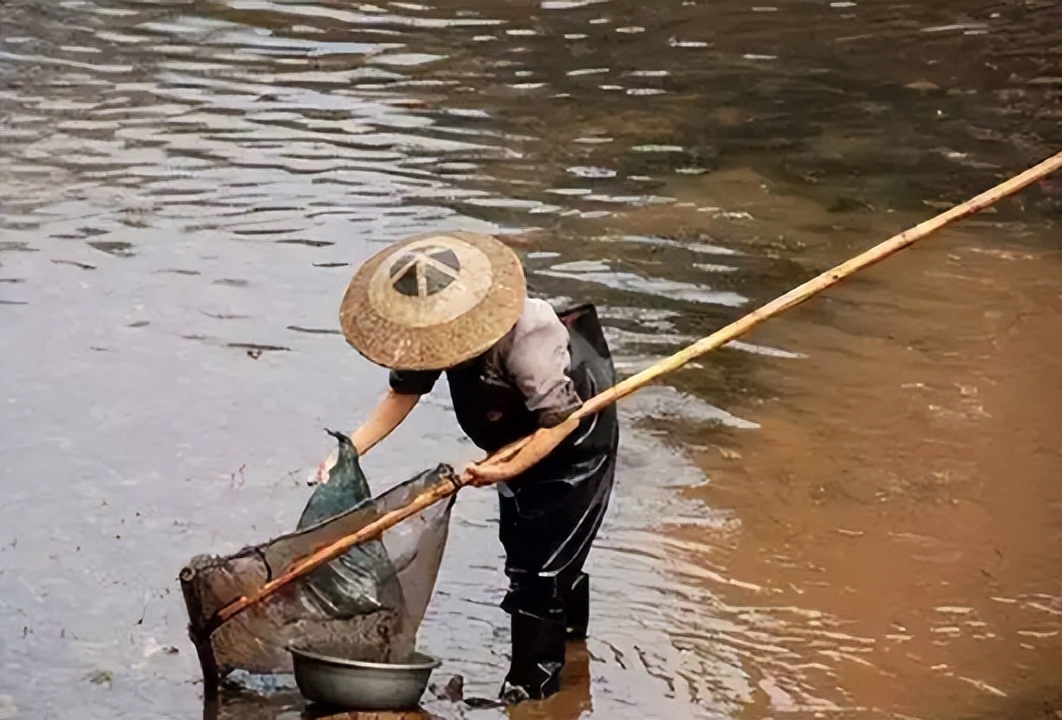 盘点八种正在消失的河鲜,常见的河鲜有哪些