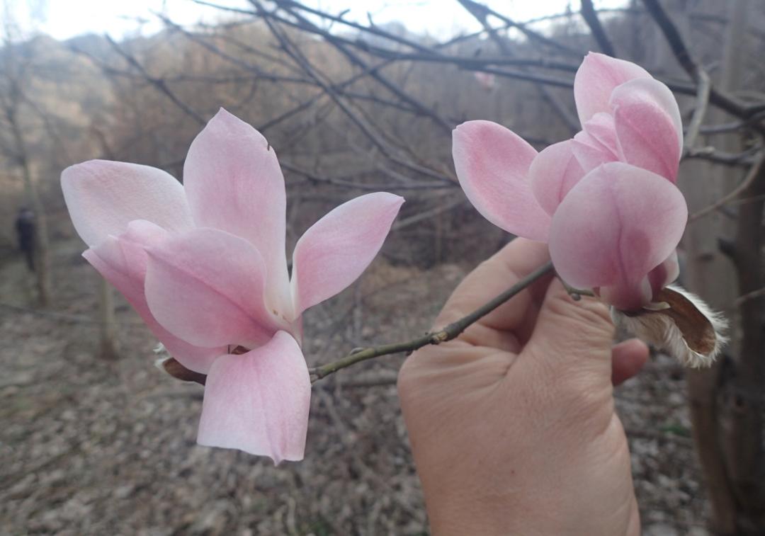 白玉兰为什么被评为上海市市花,中国国花上海市花白玉兰