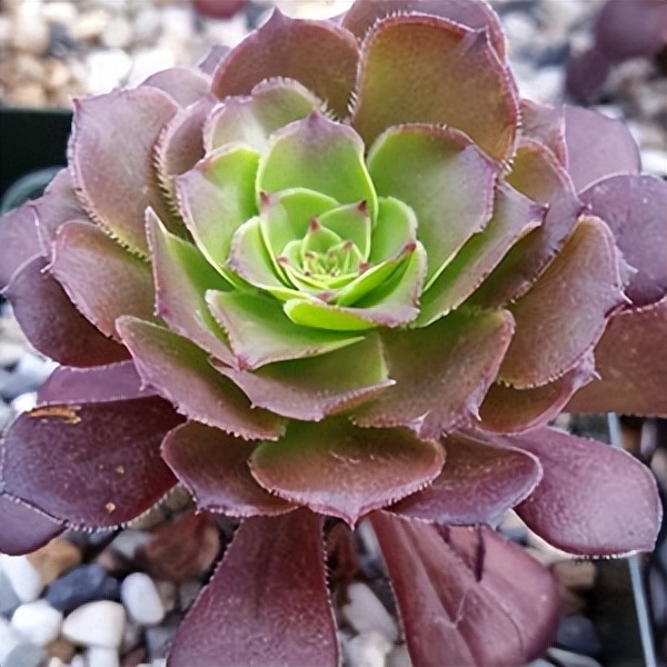 102个大类近500个多肉植物图片，都极其美丽，建议在家中也养一盆