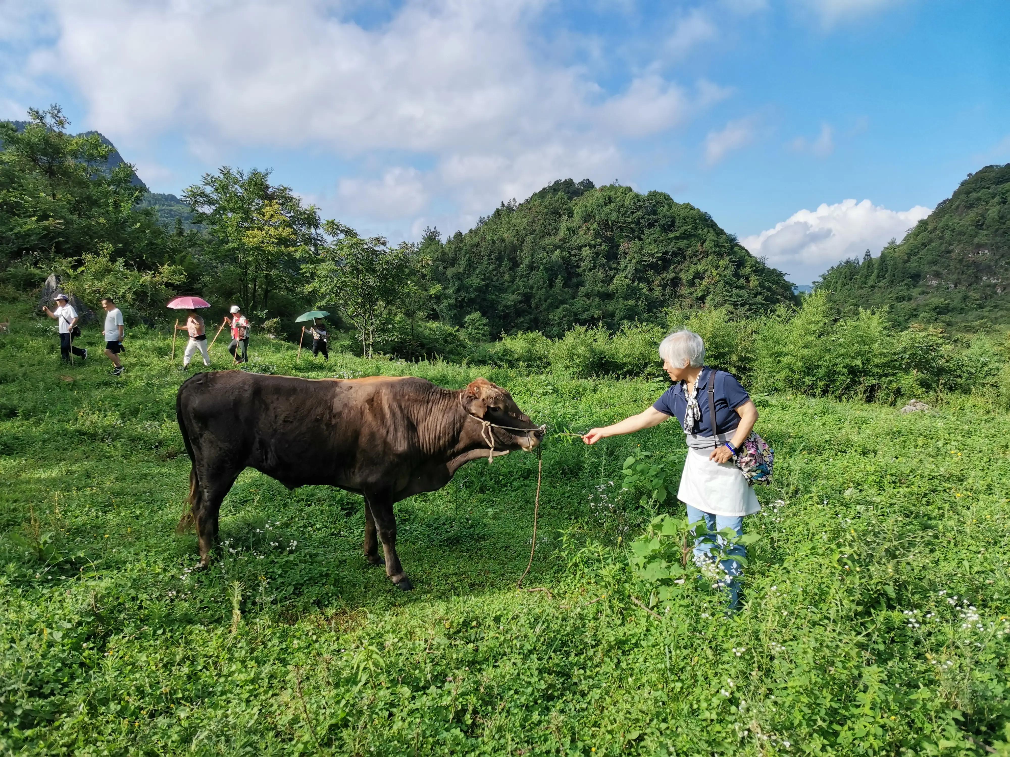 桐梓楚米避暑海拔高的地方,贵州桐梓楚米避暑哪家好