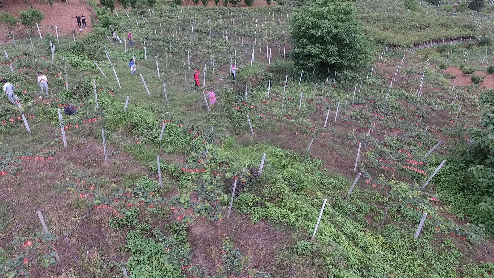 一颗红心向前走,一颗红心走天下