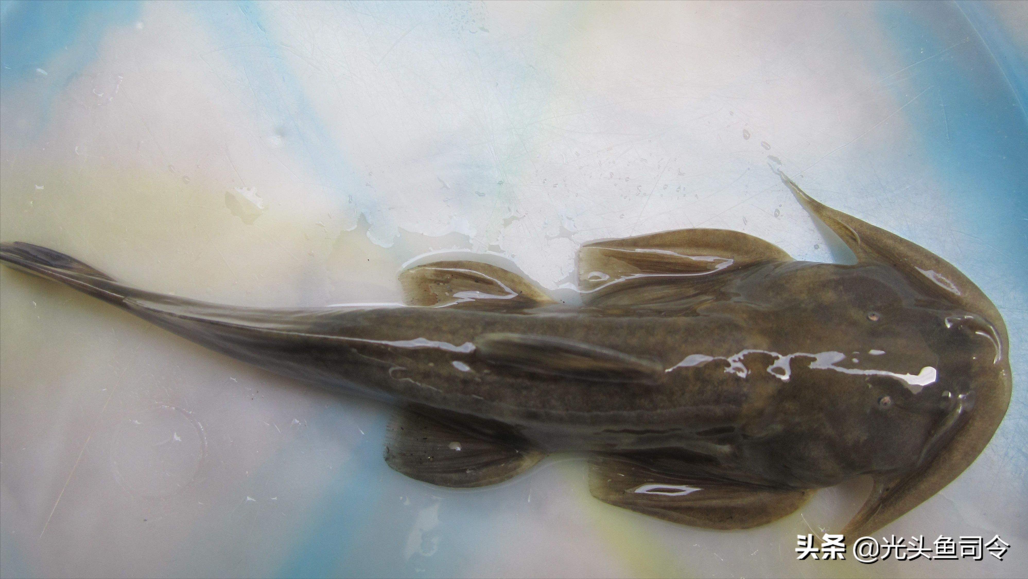 钓鱼钓到保护鱼种放了违法吗,钓鱼犯法的鱼类有哪些种类