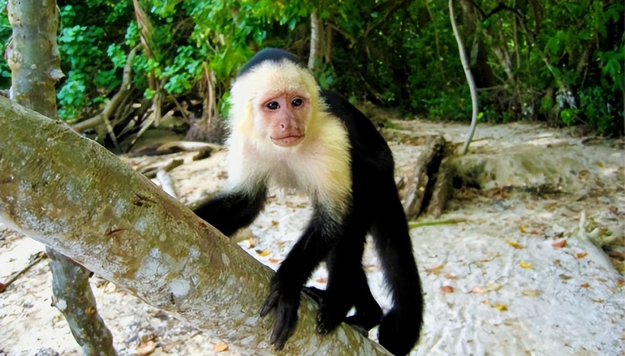 哥斯达黎加什么地方,哥斯达黎加旅游好不好