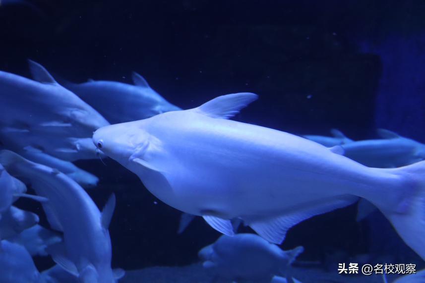 蔚蓝做苍穹，鱼儿变繁星！新川学子，走进浩海立方，探秘无限海洋