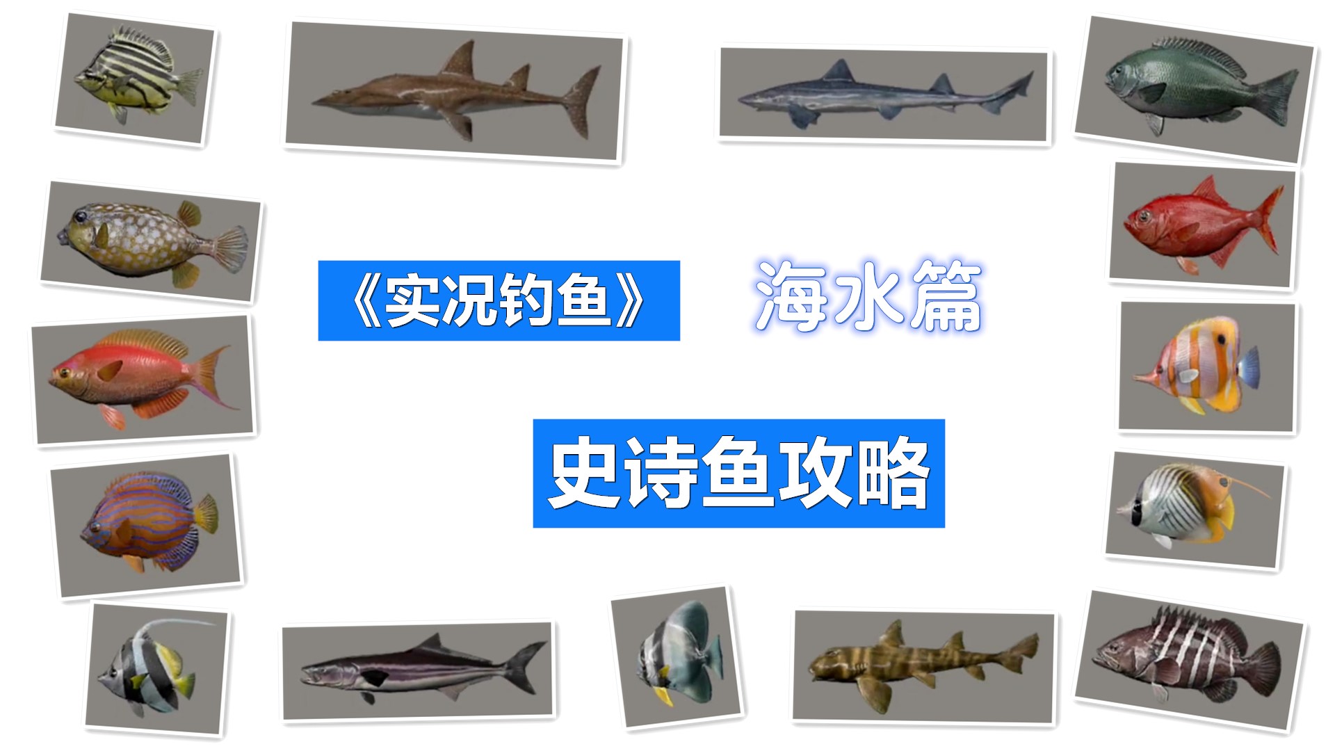 实况钓鱼鲨鱼篇,实况钓鱼怎样在60级钓到大鱼