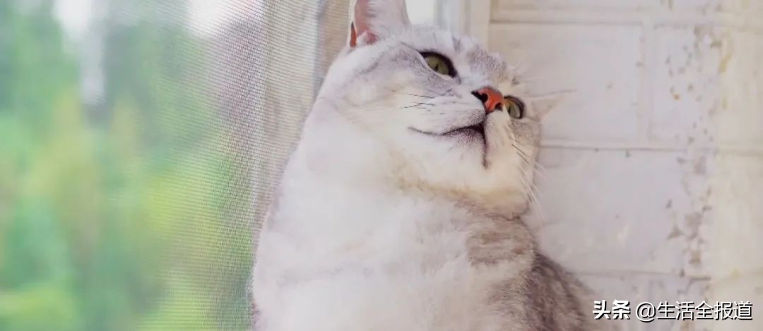 猫咪夏天掉毛严重怎么办,夏季猫咪掉毛严重用什么梳子