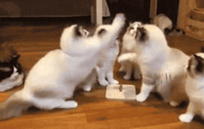 网友养了70只布偶猫,有人家里养了110只布偶猫