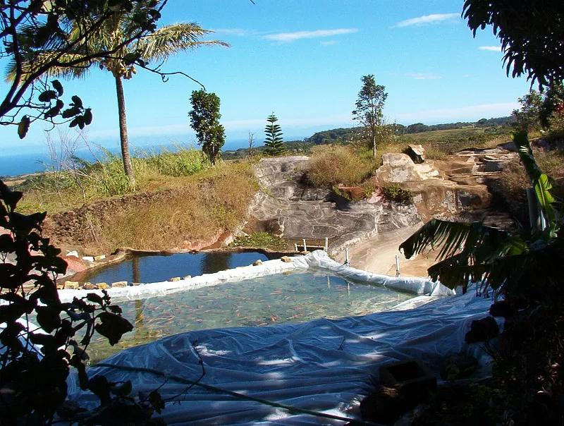 最好养的观赏鱼冷水鱼有哪些中型,冷水鱼有哪些观赏鱼比较好看