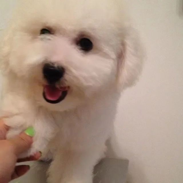 毛毛宠城堡新宠：吉米｜一只小狗的幸运之神，是妈妈呀