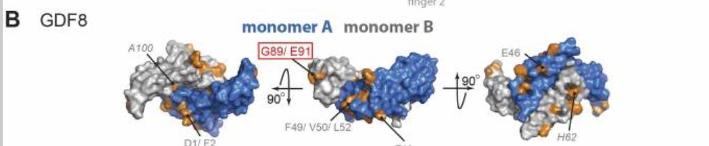 探究GDF11和GDF8氨基酸替代对骨骼发育相关信号通路的实用性研究