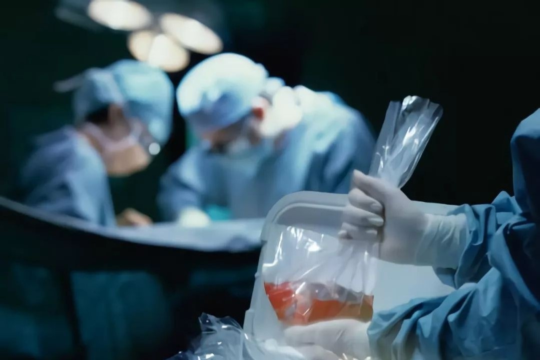 日本人动物胚胎实验长啥样,日本人动物胚胎实验