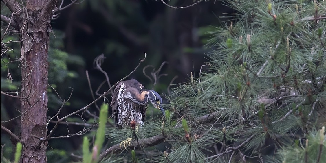 杭州钓鱼男子救人,广东男子在河边救下一只怪鸟
