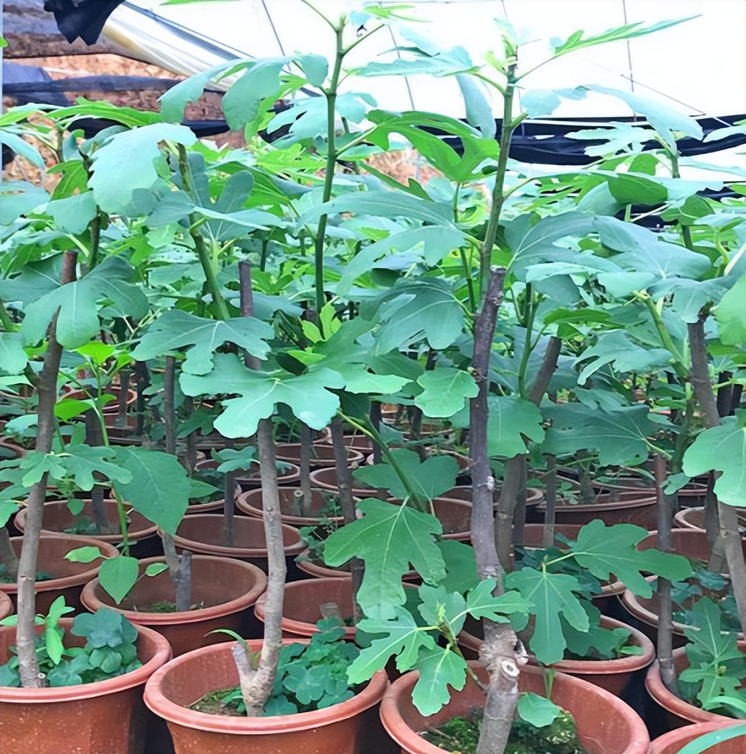 家门口种什么果树最好最旺财,客厅种什么果树旺宅还好养