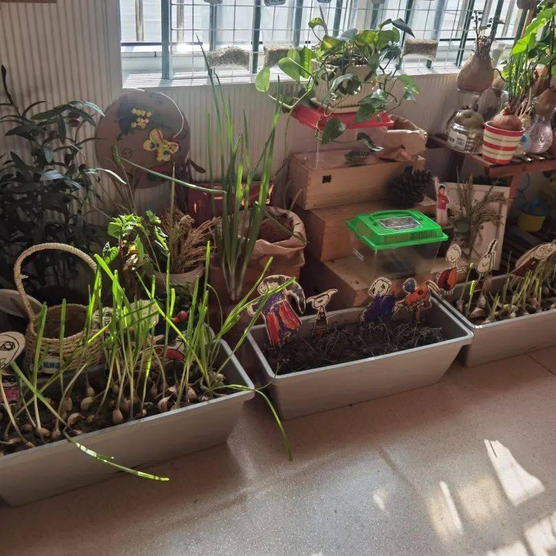 生态环创幼儿园自然角,幼儿园环创自然角实验