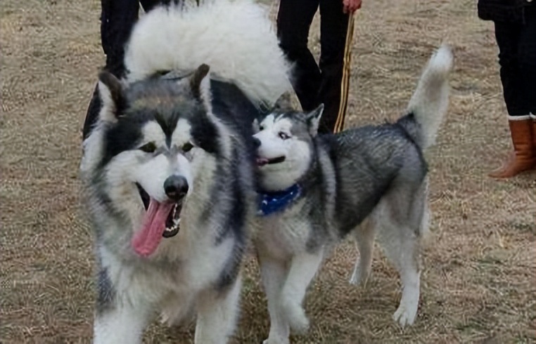 和明星撞脸的狗狗,撞脸明星的狗狗