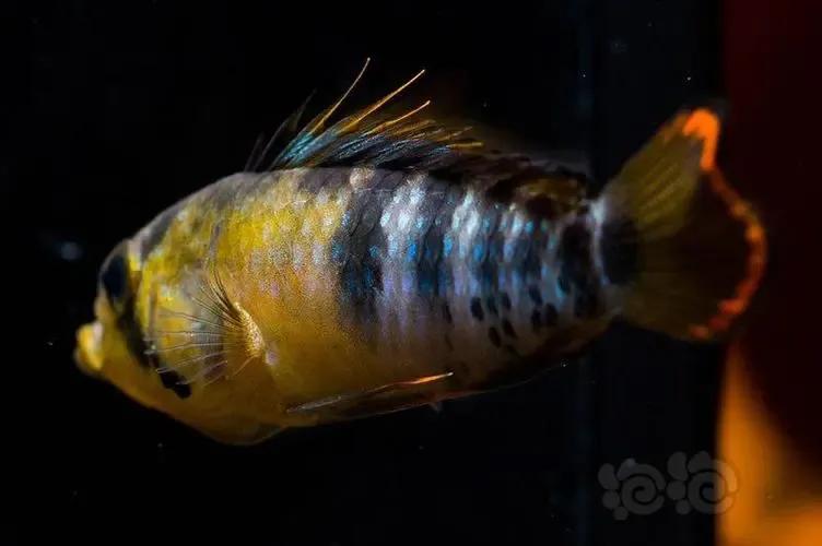 各种漂亮鱼的名称及图片,漂亮可爱的海水观赏鱼