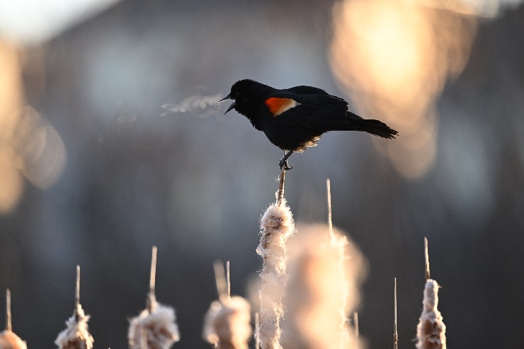 资讯尼康发布尼克尔z 400mm f (尼康尼克尔z卡口50mmf1.8)