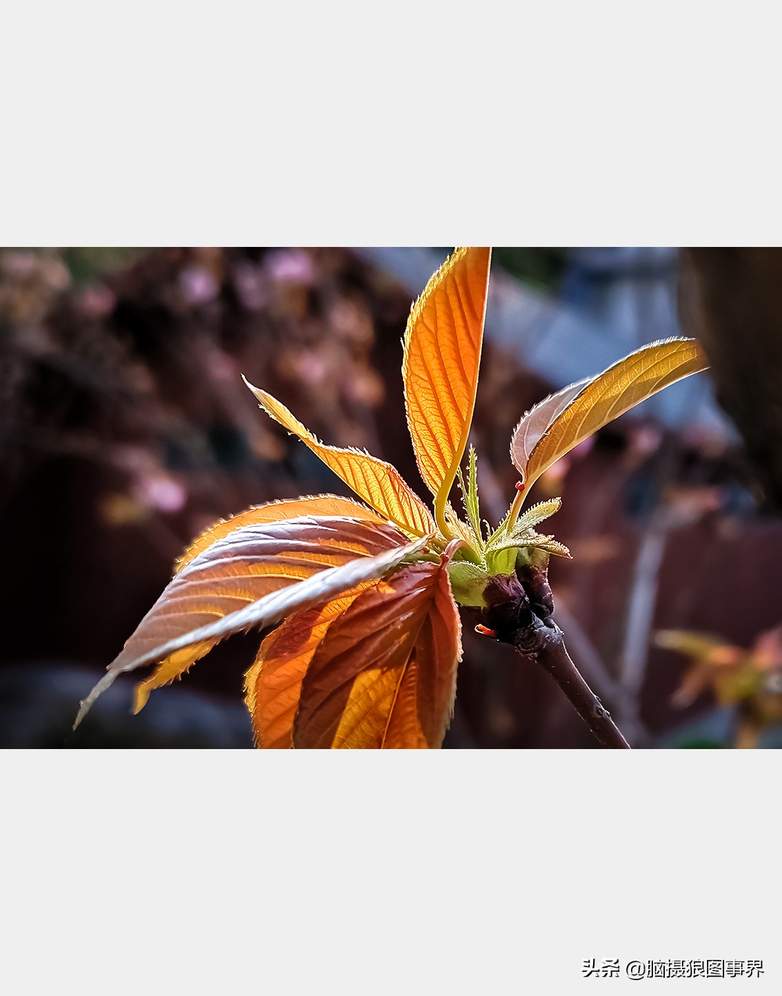 手机拍照不清晰怎么才能拍的好看,vivo手机拍照模糊怎样才能变清晰