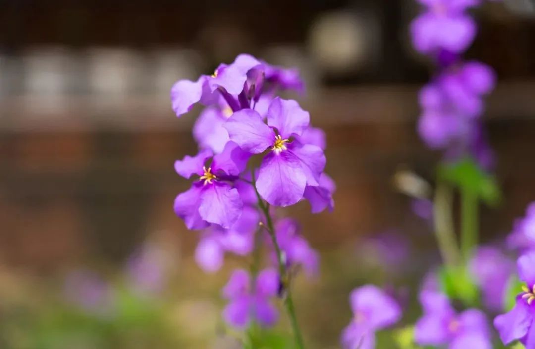 40首赞美早春的诗句,早春古诗词经典名句