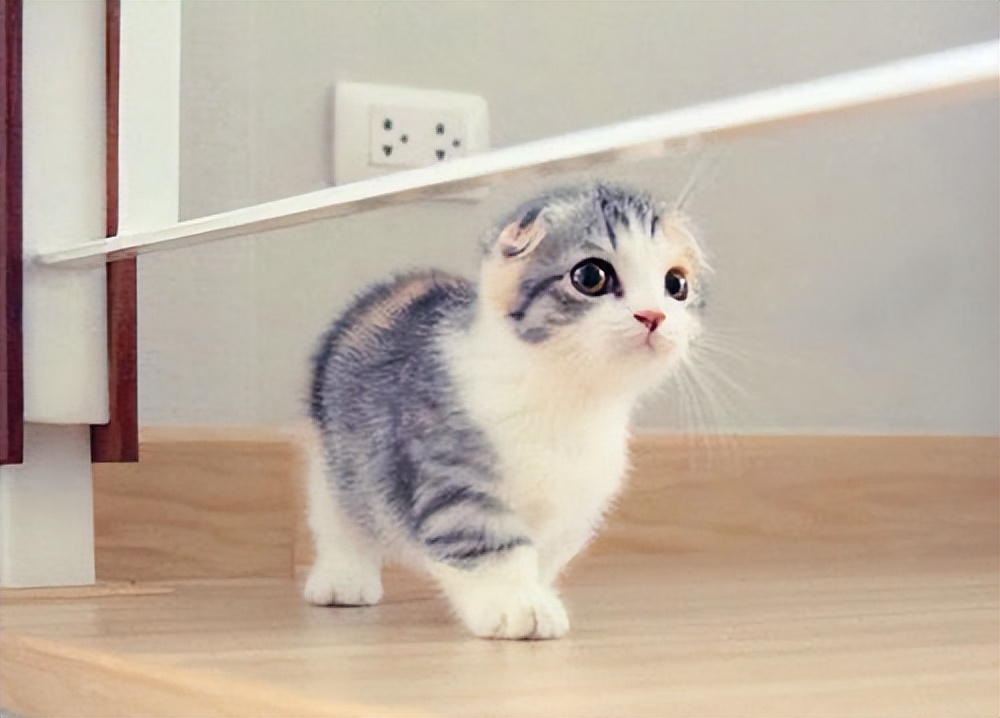 救治中毒猫咪,快速治疗猫咪便秘药