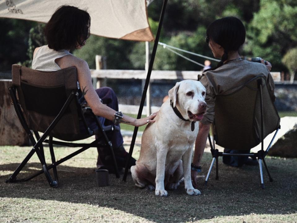 海岛森林露营,森林公园露营地攻略