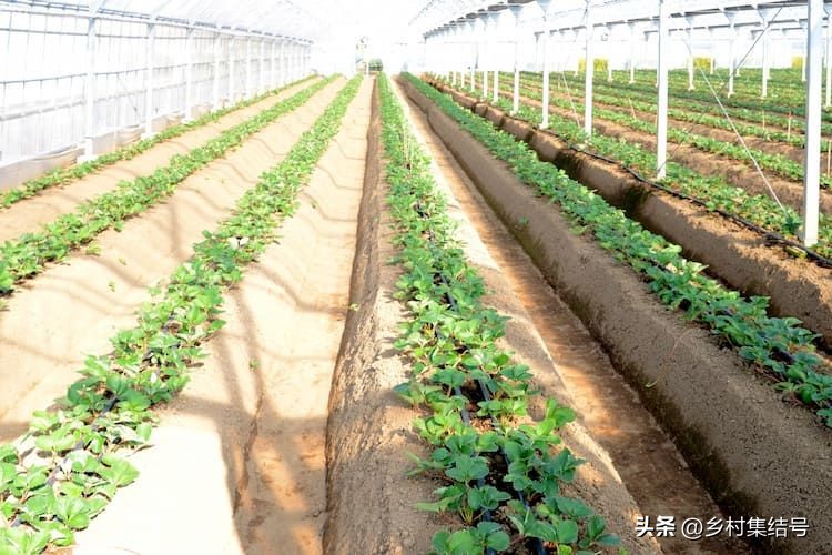 安田草莓园,日本安田草莓园