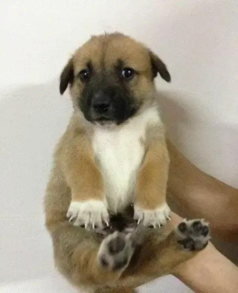 除了中华田园犬还有哪些是土狗,小型中华田园犬和土狗有什么区别