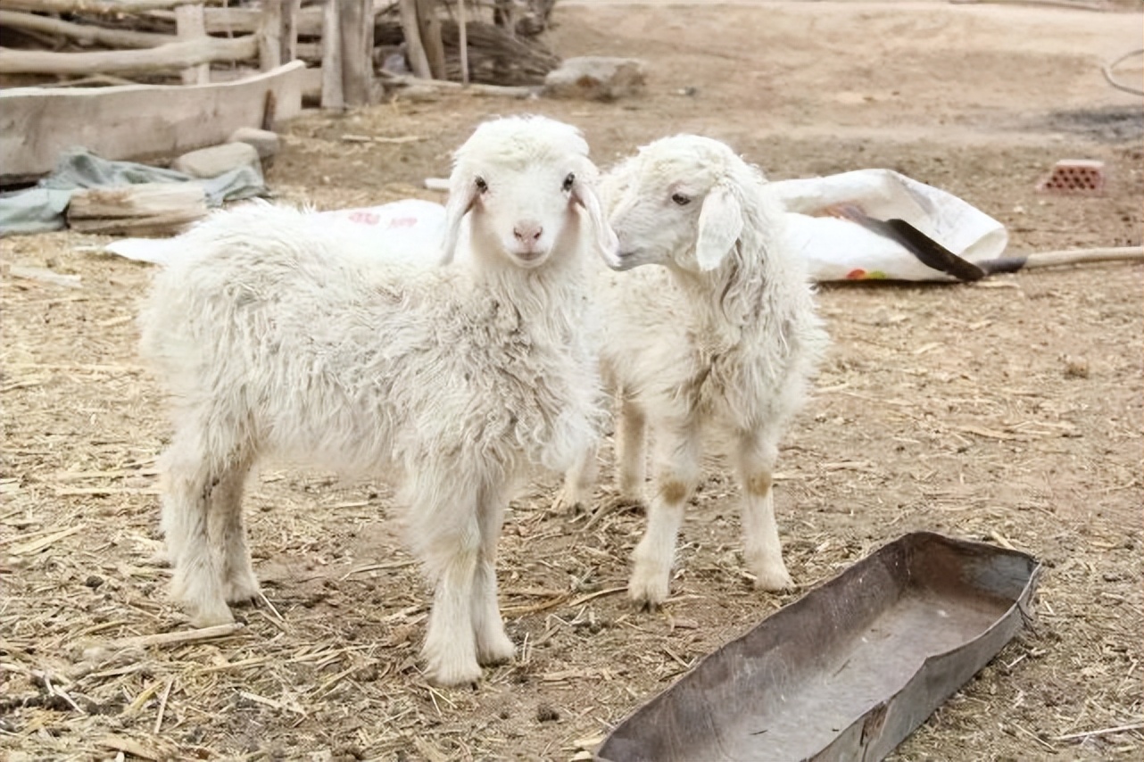 羊流口水是什么病？羊流口水怎么治疗？羊流口水是什么原因引起的