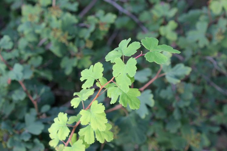 山东青州黄花溪景区图片,山东九寨沟黄花溪