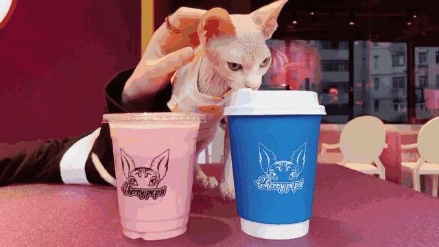 养了就想扔掉的狗,养的猫想扔了